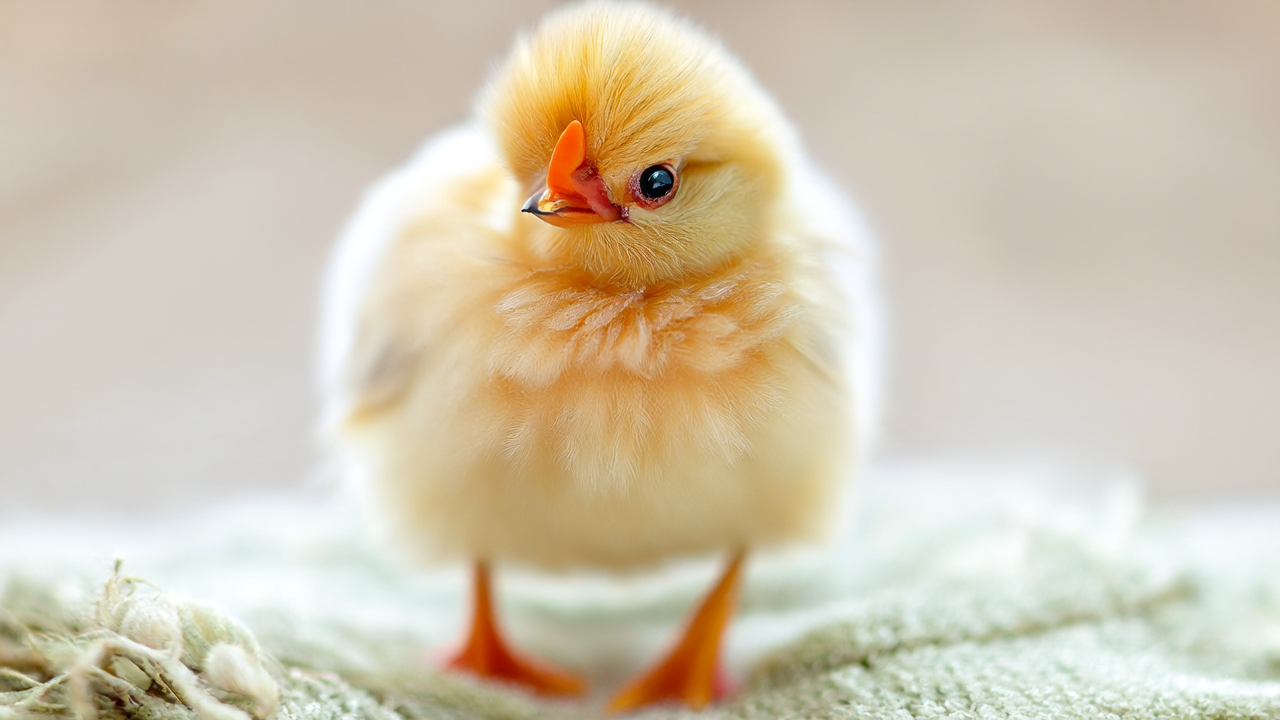 正面朝向的小鸡